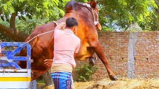 cow unloading, cow videos, cow video, animal, big cow, goru hamba cow, Ep-37