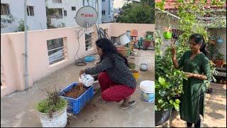 Green loveGetting my hands dirty! Join me in my terrace gardening adventures #terracegarden