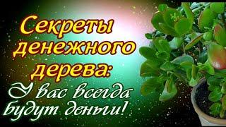 Секреты денежного дерева: у вас всегда будут деньги!