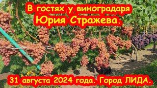 В гостях у виноградаря Юрия Стражева. 31 августа 2024 года. Город ЛИДА.