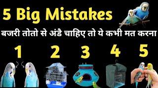 5 Big Mistakes Jisse Budgies Parrot Breed Nahi Karte | अंडै बच्चै चाहिए तो ये कभी मत करना  #birds