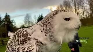 Lavenham falconry the raptor conservancy