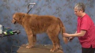 Dog Grooming - Contour Trim on a Golden Retriever