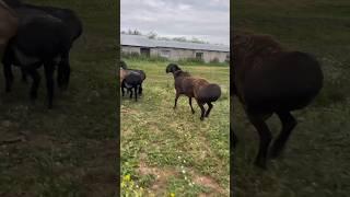 Гиссар Кочкор Hissar ram . #овцы #sheep #animals #животные #hissar #arashan #nature #village #tj