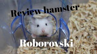 Review hamster Roborovski Normal Face & White Face | Hamster Lovers