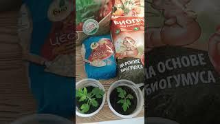 Пробую новые органические грунт, биогумус и другие добавки для пересадки томатов и огурцов
