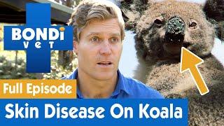 Lumps on Koala's Nose Needs Urgent Attention  | Bondi Vet Season 7 Ep 13 | Bondi Vet Full Episodes