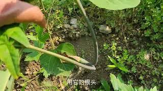 天南星燥湿化痰祛风止痉散结消肿用于各种结节痉挛解蛇毒