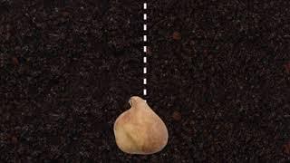 How to plant tulips
