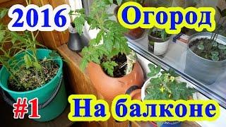 Огород на балконе 12.05.16