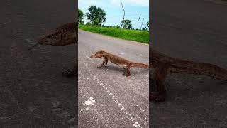 Very Big Size Monitor Lizard #cobrarescue #snake #snakesrescue