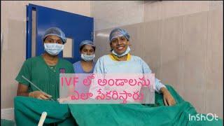 IVF 2nd step EGG COLLECTION