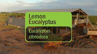 Discover doTERRA Lemon Eucalyptus Essential Oil (Translated Subtitles)