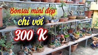 SH.4475. Dàn Bonsai mini đẹp chỉ với 300 K một cây tại nhà vườn Hùng vĩ xã Cát Quế Hoài Đức Hà Nội.