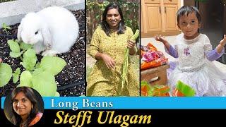 Growing Long Beans at Home in Tamil | Making Goody Bags | Steffi Ulagam