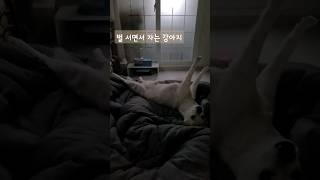 자다가 벌 받는 강아지 #시고르자브종 #댕댕이 #귀여움