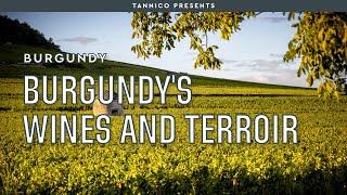 Burgundy's terroir and the secret of its great wines | Tannico