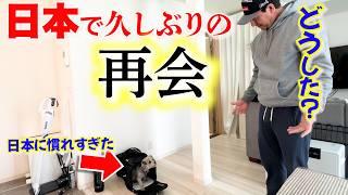 日本に慣れた生活をし始めたユキちゃん。久しぶりのご主人様への反応は一体？国際結婚｜ワンちゃんペット