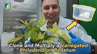 Variegated Philodendron Pedatum Tissue Culture Guide | Step-by-Step with Lab Director Francisco