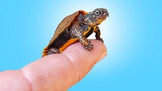 Rare, Micro-Sized Turtles with Owl Eyes Get New Home at Garden State Tortoise!