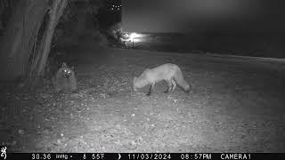 Red Fox and Raccoon