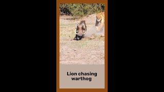 Lion chasing Warthog #wildlife #nature #wildanimals #krugernationalpark #lions