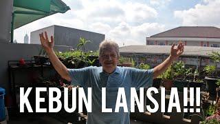 MANFAAT BERKEBUN BAGI LANSIA VERSI OCEHAN PAK IBNU #HIDUPSEHAT #LANSIA #PRODUKTIFDIMASATUA