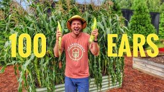 How I Grew 100 Ears of Corn in a Raised Bed!