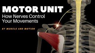 Understanding Muscle Contraction: How Nerves Control Your Movements