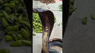 Dangerous snake cobra snake #pakistan #cobrasnake #karachi #snake #funny