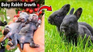 Cute Bunny - The Cutest Baby Rabbits Grow Up Day By Day