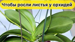 НАРАСТИТЬ ЛИСТЬЯ орхидей Витамины и янтарная кислота для орхидеи