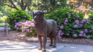 Home for Sale in San Mateo