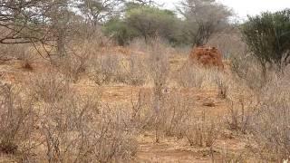 Cheetah Running-Tarangire