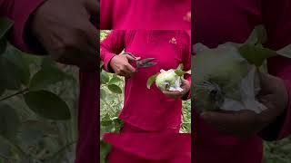 Fresh Guava Fruit.