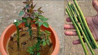 Grow Rose from Rose  Plant Branch