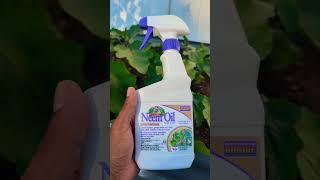 Neem oil spray for Plants !"Safest way To Use" #1bestseller on Amazon #organic #gardening