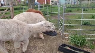 Alpaca Feeding Time