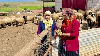 KÖY HAYATI NENEM'İN KÖY EVİ | ŞİFA DOLU TOPRAK YEMEĞİ ÇOBAN HAYATI