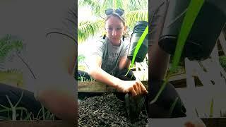 Chaos Gardening with Lou - Recycle some Dirt with me!