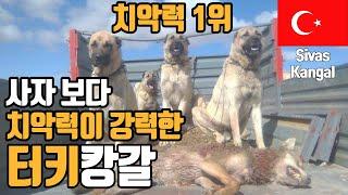 [ 76 ]살벌한 캉갈 마을에 혼자 갔다가. Türkiye,sivas kangal ,korea,튀르키예,터키