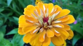 Yellow zinnia