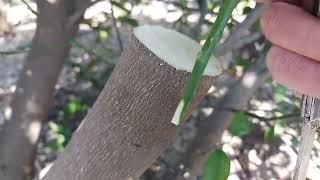 Citrus grafting # How to graft citrus tree by using Bark graft method.