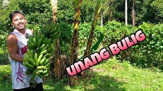 SULIT ANG UNANG HARVEST | ANG LAKI NG SAGING