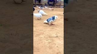 Tumbler pigeon does insane back flip