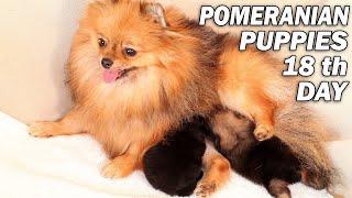 Mini Pomeranian puppies 18 th day. #pomeranianpuppy #pomeranianlovers #pomeranians