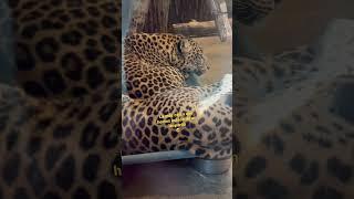 Leopardos en Columbus Zoo https://youtu.be/YmpBQj1lGX0