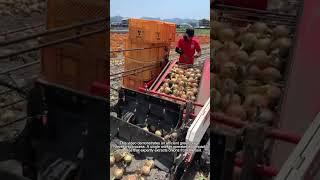 Efficient Onion Harvesting with a  Machine Good tools and machinery can increase work efficiency