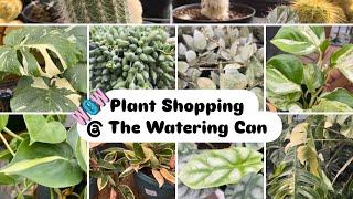 Plant Shopping @ The Watering Can (Exotic Plants, Epipremnum Pinnatum Albo, Alocasia, & Hoya)