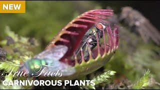 True Facts : Carnivorous Plants